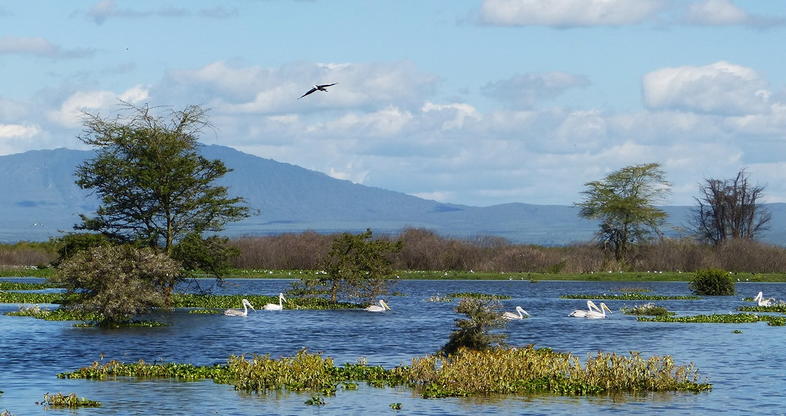 Lake Naivasha National Park