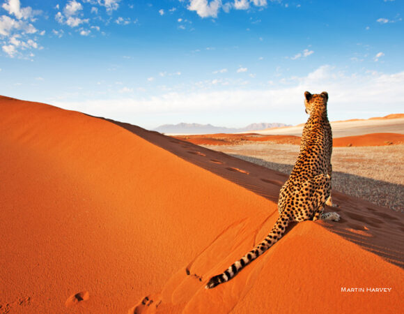 11 Nights 12 Days in Namibia