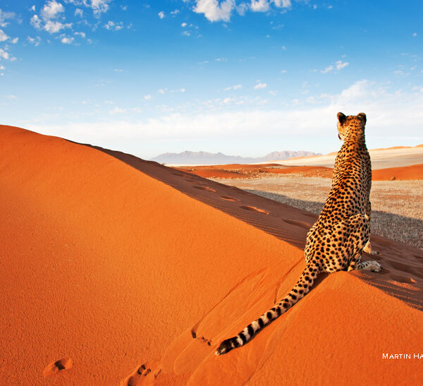 11 Nights 12 Days in Namibia